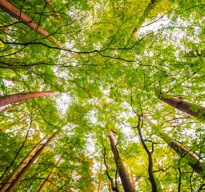 Growing Green img