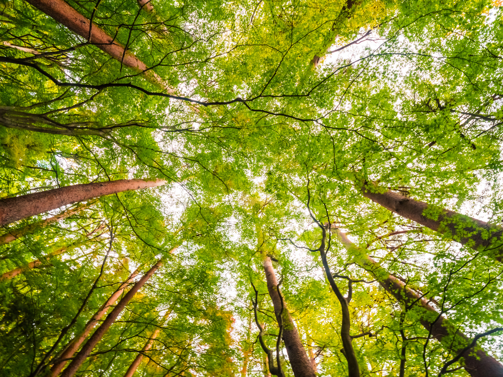 Growing Green img